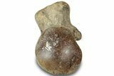 Fossil Mosasaur Vertebra - Texas #320966-3